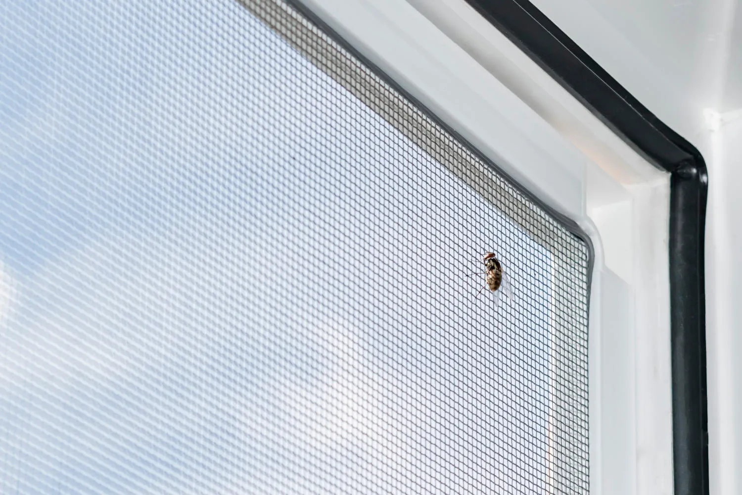 Eine Fliege versucht, durch das Moskitonetz zu kommen 
